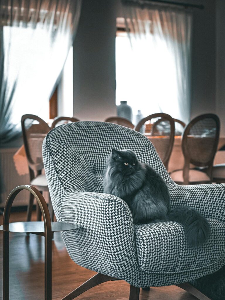 A fluffy cat resting on a modern armchair in a stylish living room, exuding comfort and elegance.